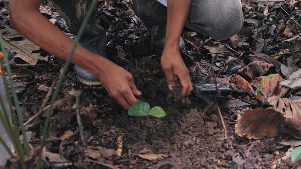hands planting seedling
